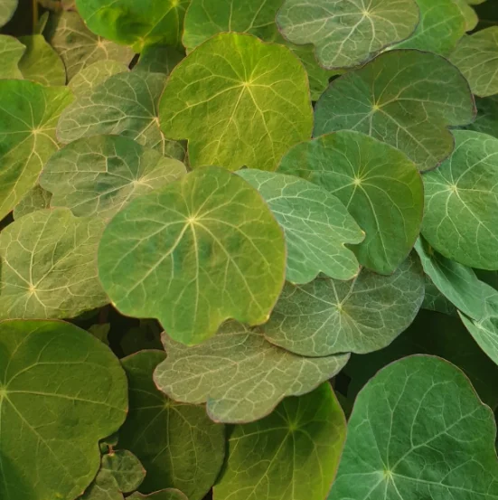 Лист микрозелени настурции, 1 шт.